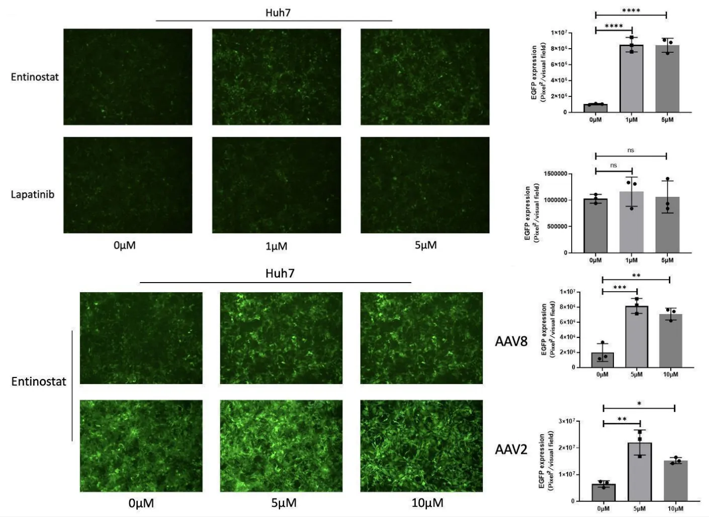 Huh7 fluorescence images and EGFP quantification comparing entinostat and lapatinib, with dose-dependent entinostat effects on AAV2 and AAV8 transduction.