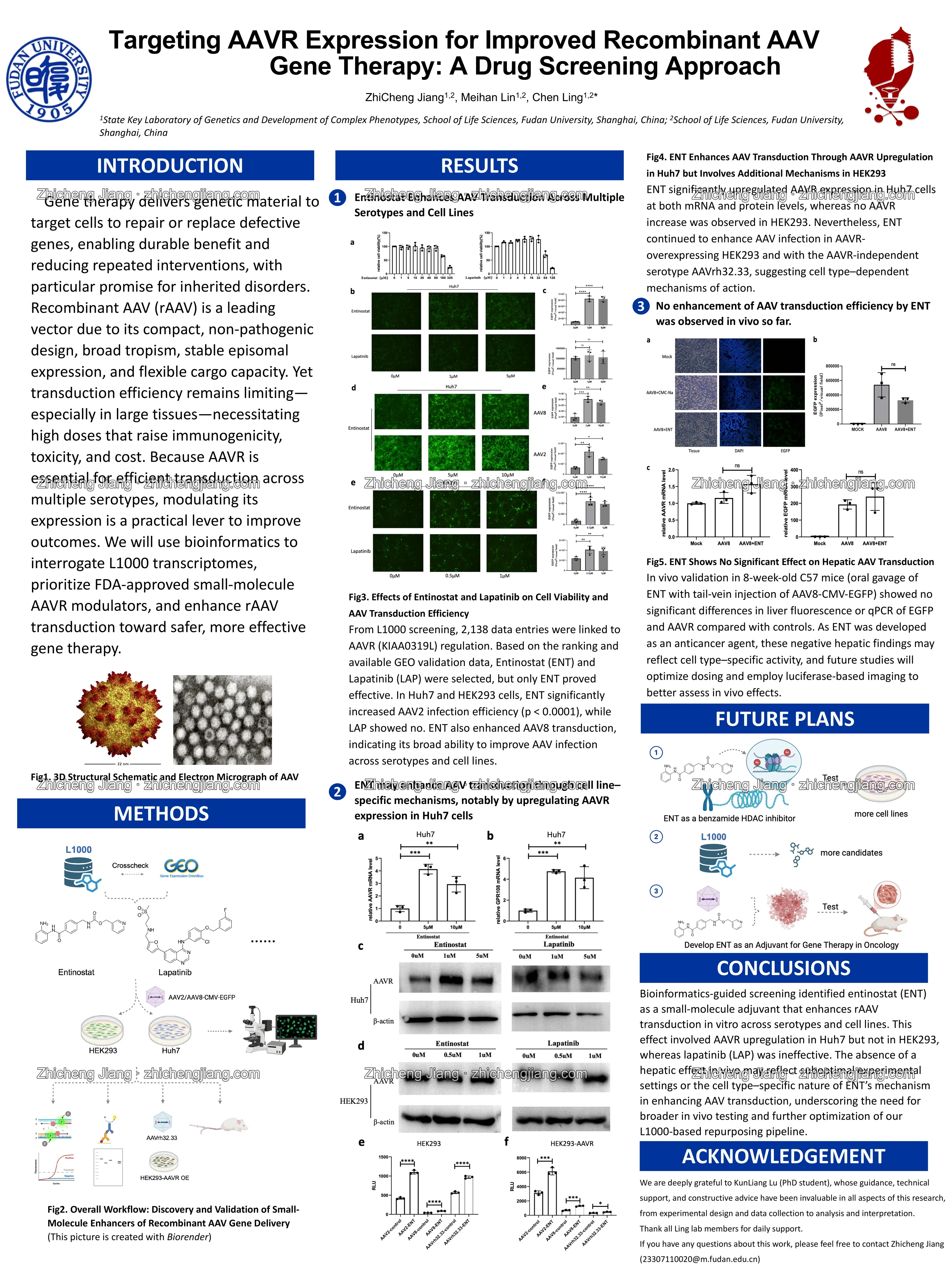 Watermarked research poster: Targeting AAVR Expression for Improved Recombinant AAV Gene Therapy: A Drug Screening Approach
