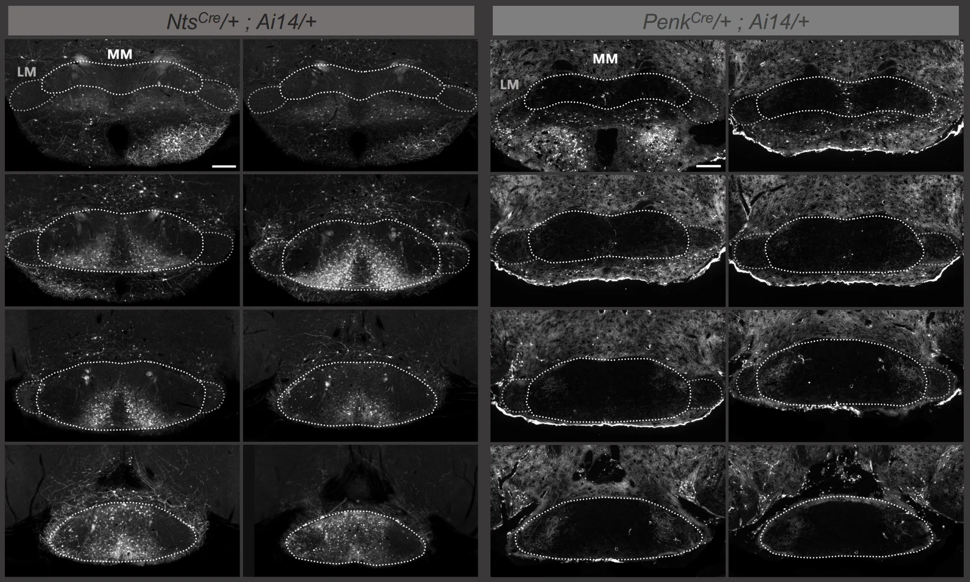 Fluorescence images comparing Nts-Cre;Ai14 and Penk-Cre;Ai14 reporter labeling across mammillary body sections, with medial and lateral mammillary regions outlined.