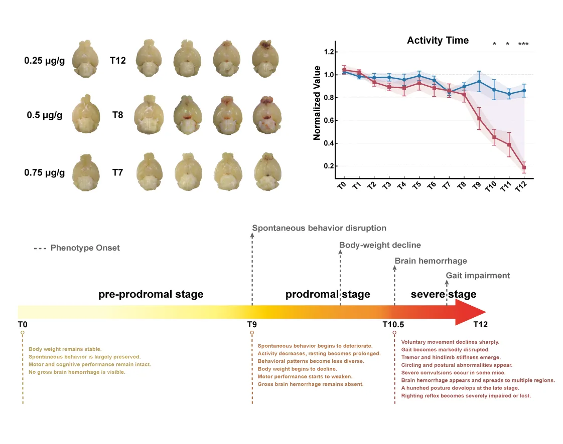 Research summary showing brain pathology across pyrithiamine doses, an activity-time plot, and the progression from a pre-prodromal to a severe stage.