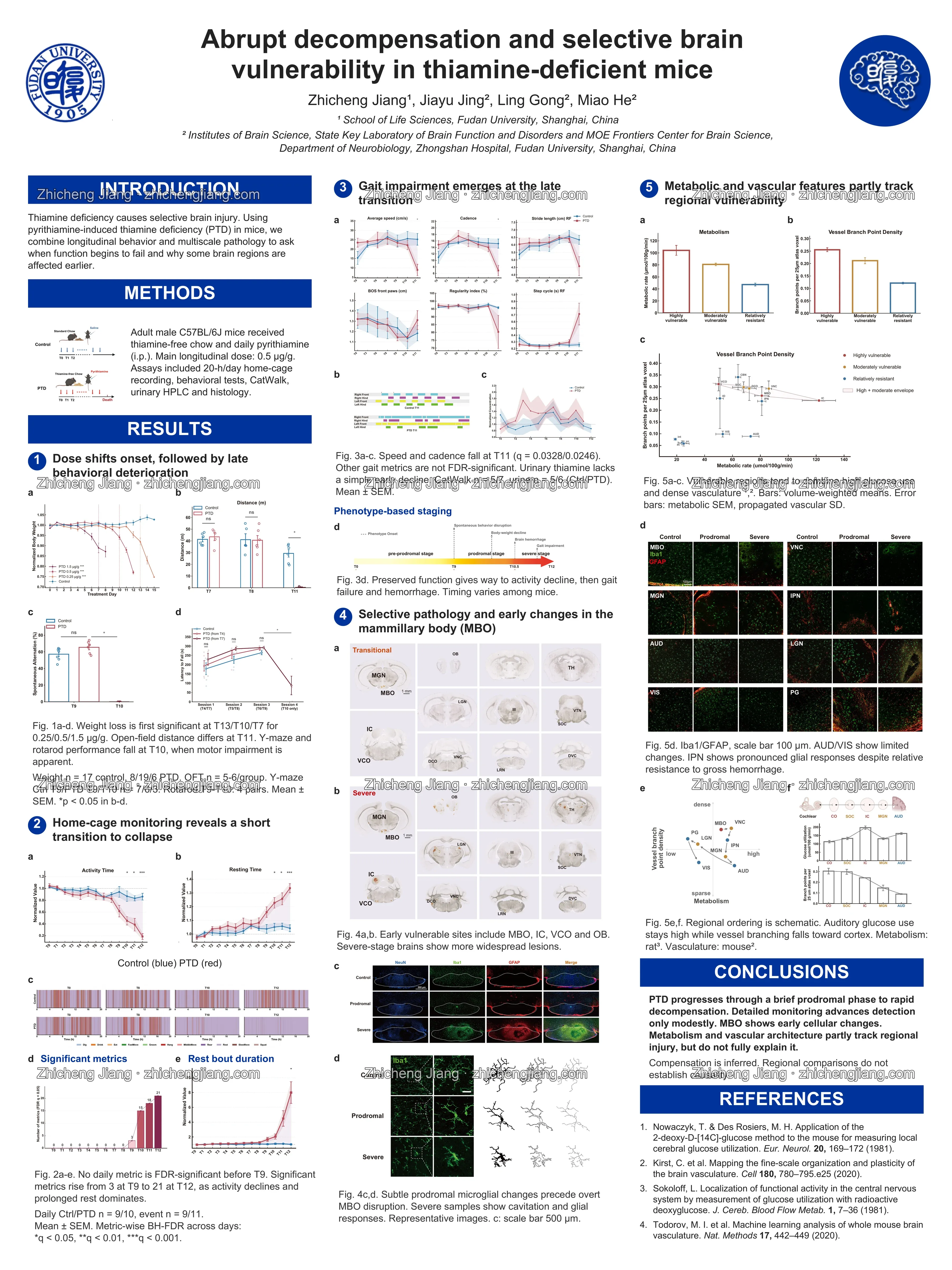Watermarked research poster: Revisiting abrupt decompensation and selective brain vulnerability in thiamine-deficient mice
